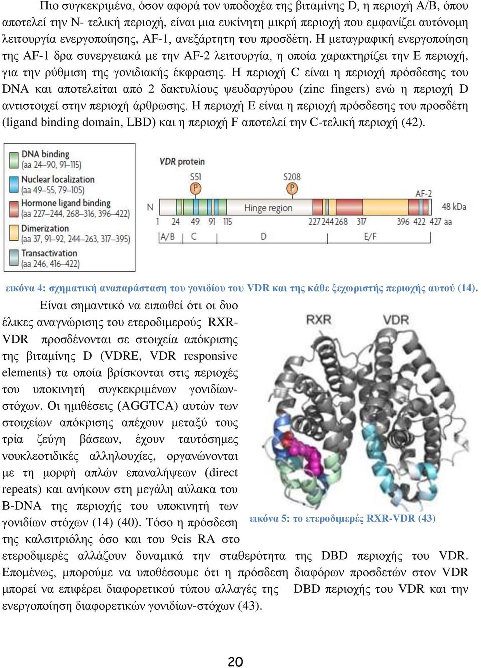 Η πεξηνρή C είλαη ε πεξηνρή πξφζδεζεο ηνπ DNA θαη απνηειείηαη απφ 2 δαθηπιίνπο ςεπδαξγχξνπ (zinc fingers) ελψ ε πεξηνρή D αληηζηνηρεί ζηελ πεξηνρή άξζξσζεο.