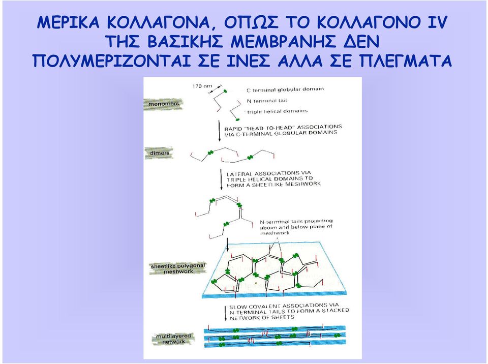 ΜΕΜΒΡΑΝΗΣ ΕΝ