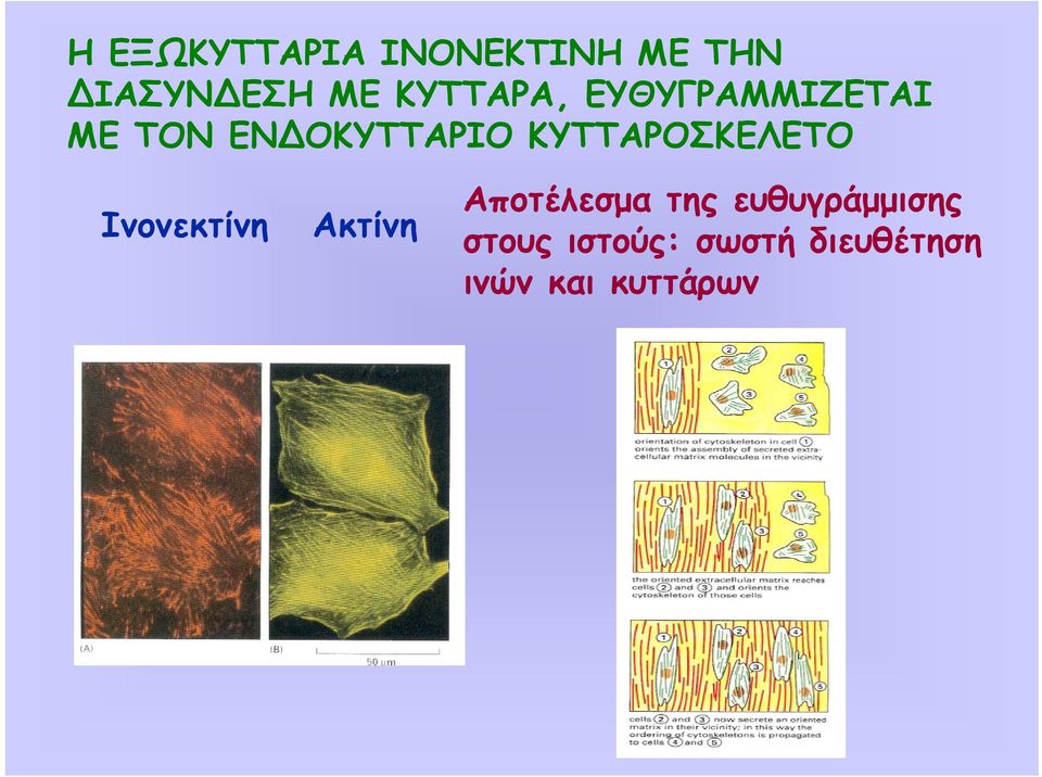 ΚΥΤΤΑΡΟΣΚΕΛΕΤΟ Ινονεκτίνη Ακτίνη Αποτέλεσµα