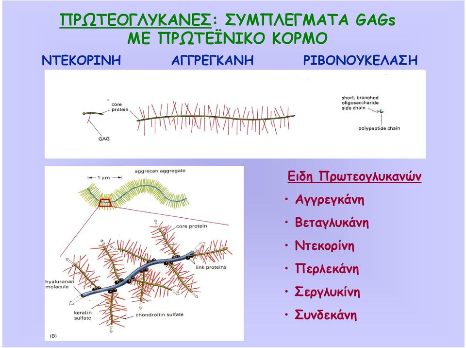 ΡΙΒΟΝΟΥΚΕΛΑΣΗ Ειδη Πρωτεογλυκανών