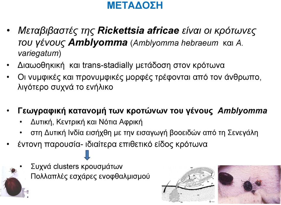 λιγότερο συχνά το ενήλικο Γεωγραφική κατανοµή των κροτώνων του γένους Amblyomma υτική, Κεντρική και Νότια Αφρική στη