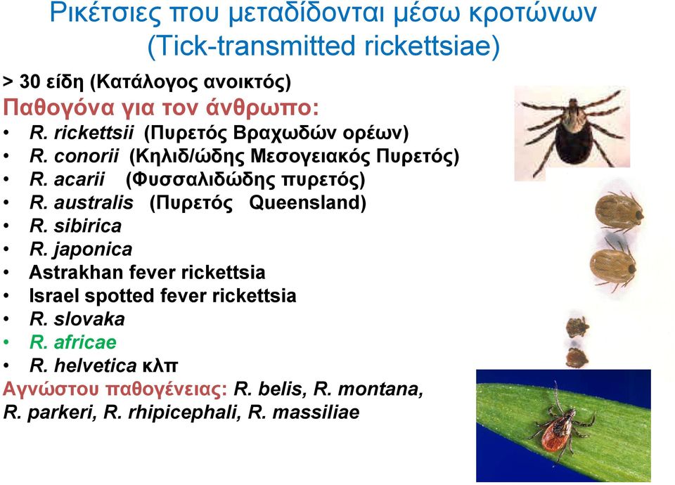 acarii (Φυσσαλιδώδης πυρετός) R. australis (Πυρετός Queensland) R. sibirica R.