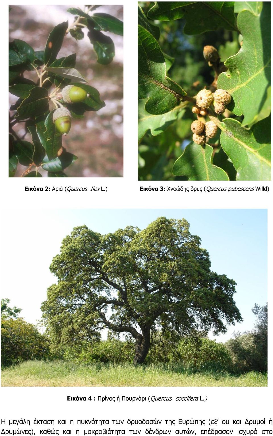 Πουρνάρι (Quercus coccifera L.