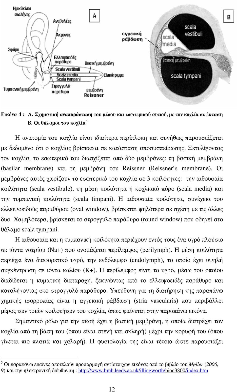 Ξετυλίγοντας τον κοχλία, το εσωτερικό του διασχίζεται από δύο µεµβράνες: τη βασική µεµβράνη (basilar membrane) και τη µεµβράνη του Reissner (Reissner s membrane).