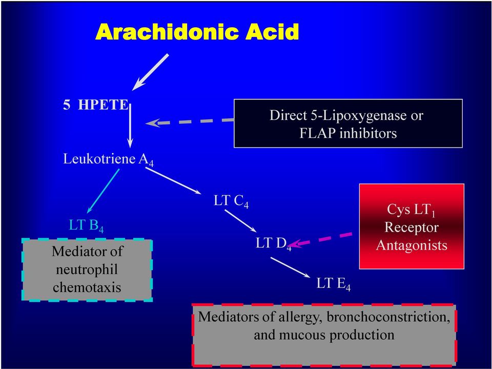 neutrophil chemotaxis LT E 4 Cys LT 1 Receptor Antagonists