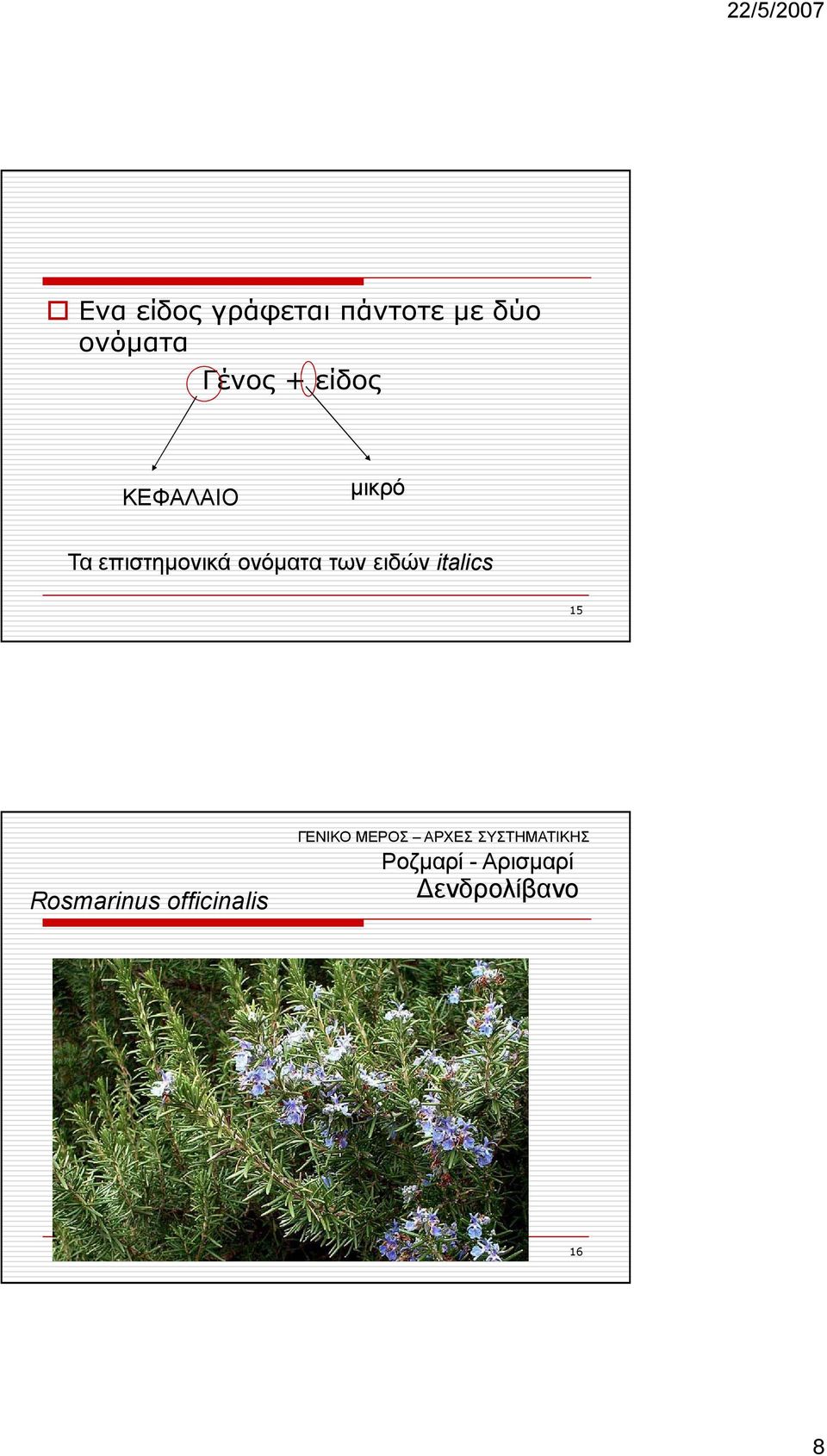 επιστηµονικά ονόµατα των ειδών italics 15