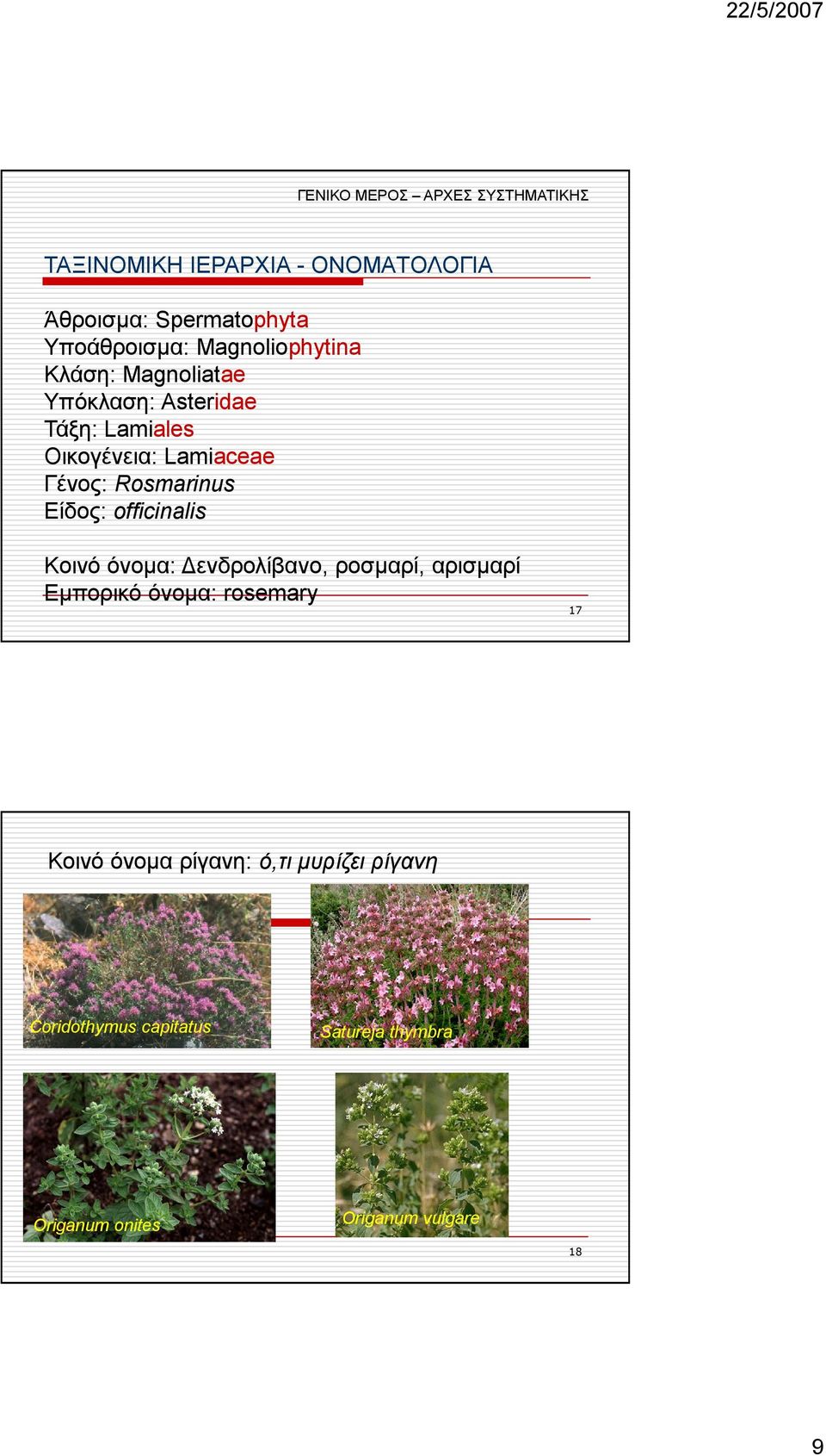 officinalis Κoινό όνοµα: ενδρολίβανο, ροσµαρί, αρισµαρί Εµπορικό όνοµα: rosemary 17 Κοινό όνοµα