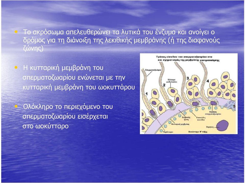 μεμβράνη του σπερματοζωαρίου ενώνεται με την κυτταρική μεμβράνη του