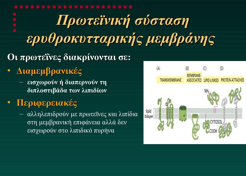 διπλοστιβάδα των λιπιδίων Περιφερειακές αλληλεπιδρούν με