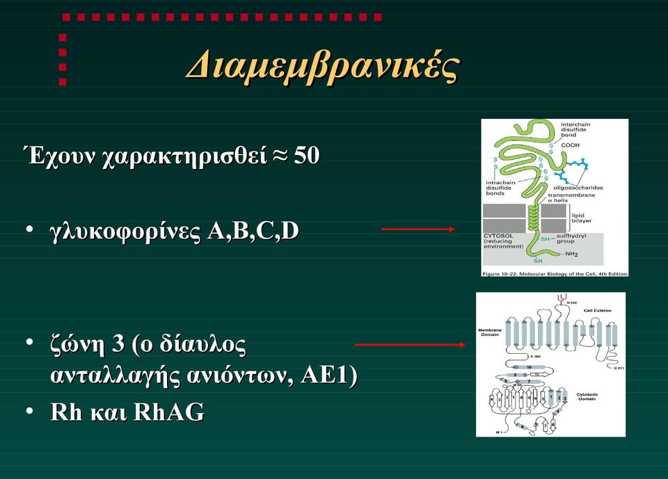 γλυκοφορίνες A,B,C,D ζώνη 3