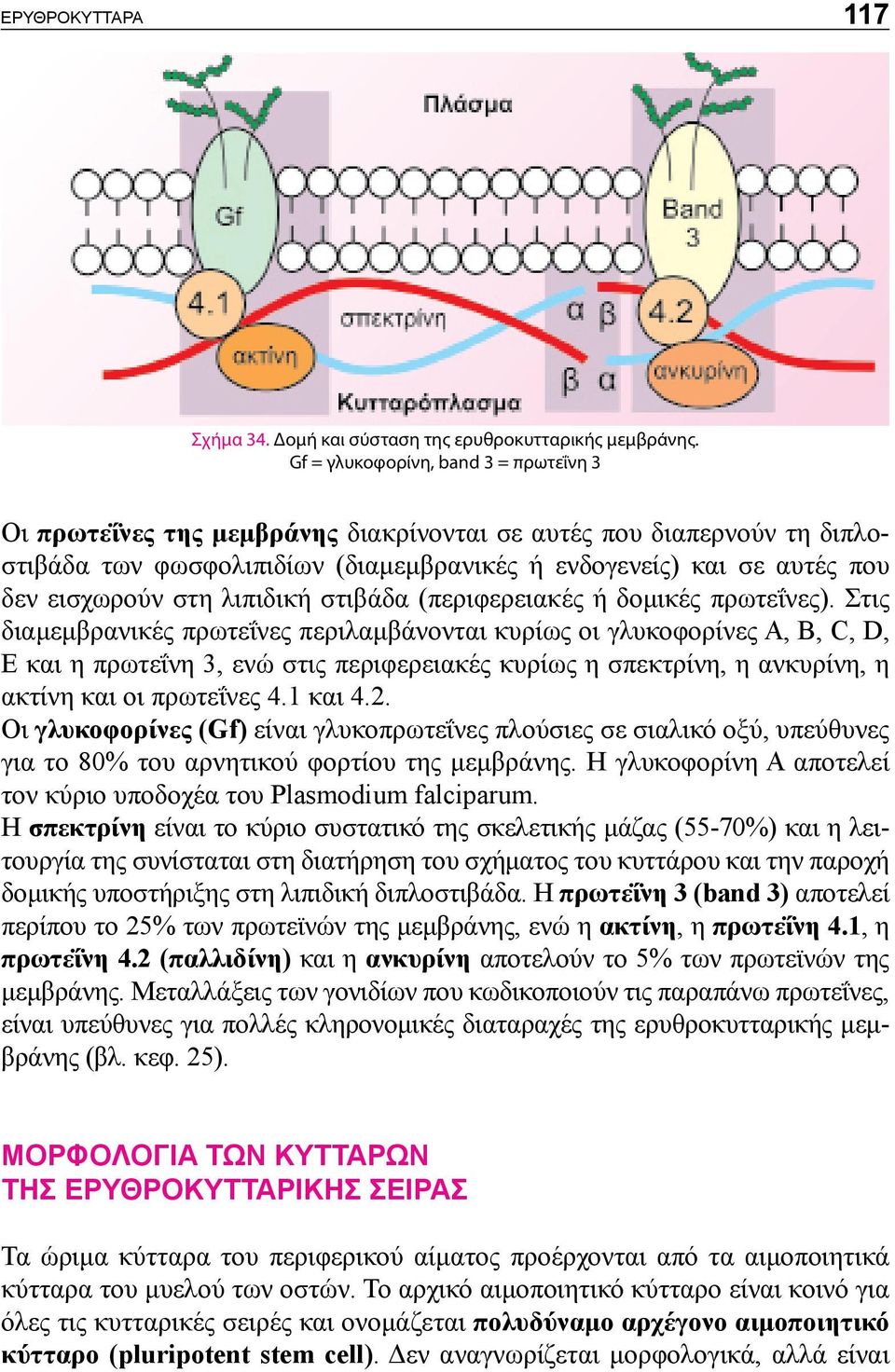 στη λιπιδική στιβάδα (περιφερειακές ή δομικές πρωτεΐνες).