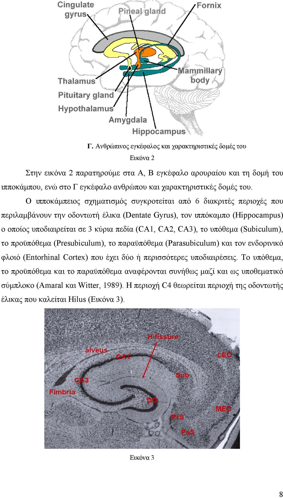 CA2, CA3), το υπόθεμα (Subiculum), το προϋπόθεμα (Presubiculum), το παραϋπόθεμα (Parasubiculum) και τον ενδορινικό φλοιό (Entorhinal Cortex) που έχει δύο ή περισσότερες υποδιαιρέσεις.