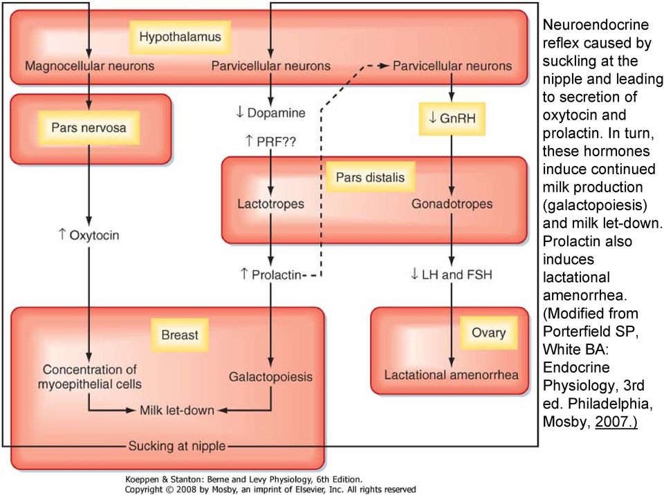 In turn, these hormones induce continued milk production (galactopoiesis) and milk