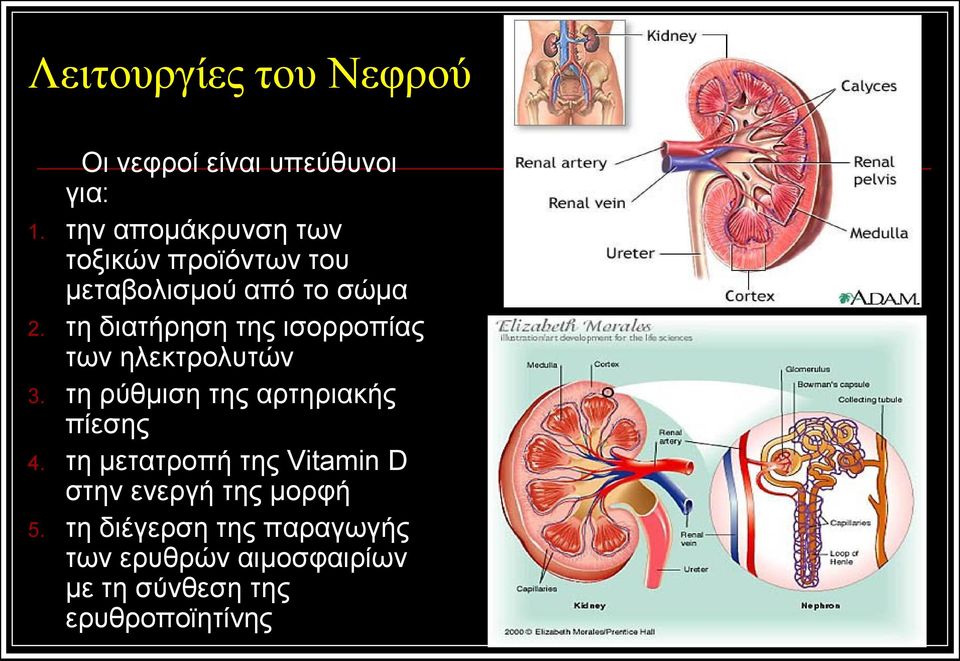 τη διατήρηση της ισορροπίας των ηλεκτρολυτών 3. τη ρύθμιση της αρτηριακής πίεσης 4.