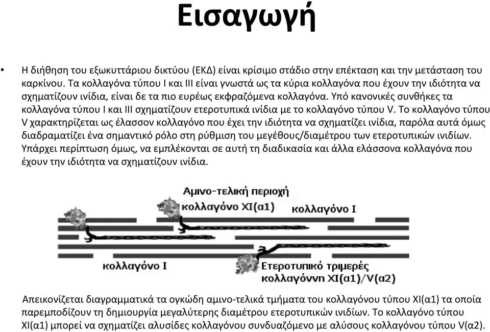 Υπό κανονικές συνθήκες τα κολλαγόνα τύπου Ι και ΙΙΙ σχηματίζουν ετεροτυπικά ινίδια με το κολλαγόνο τύπου V.