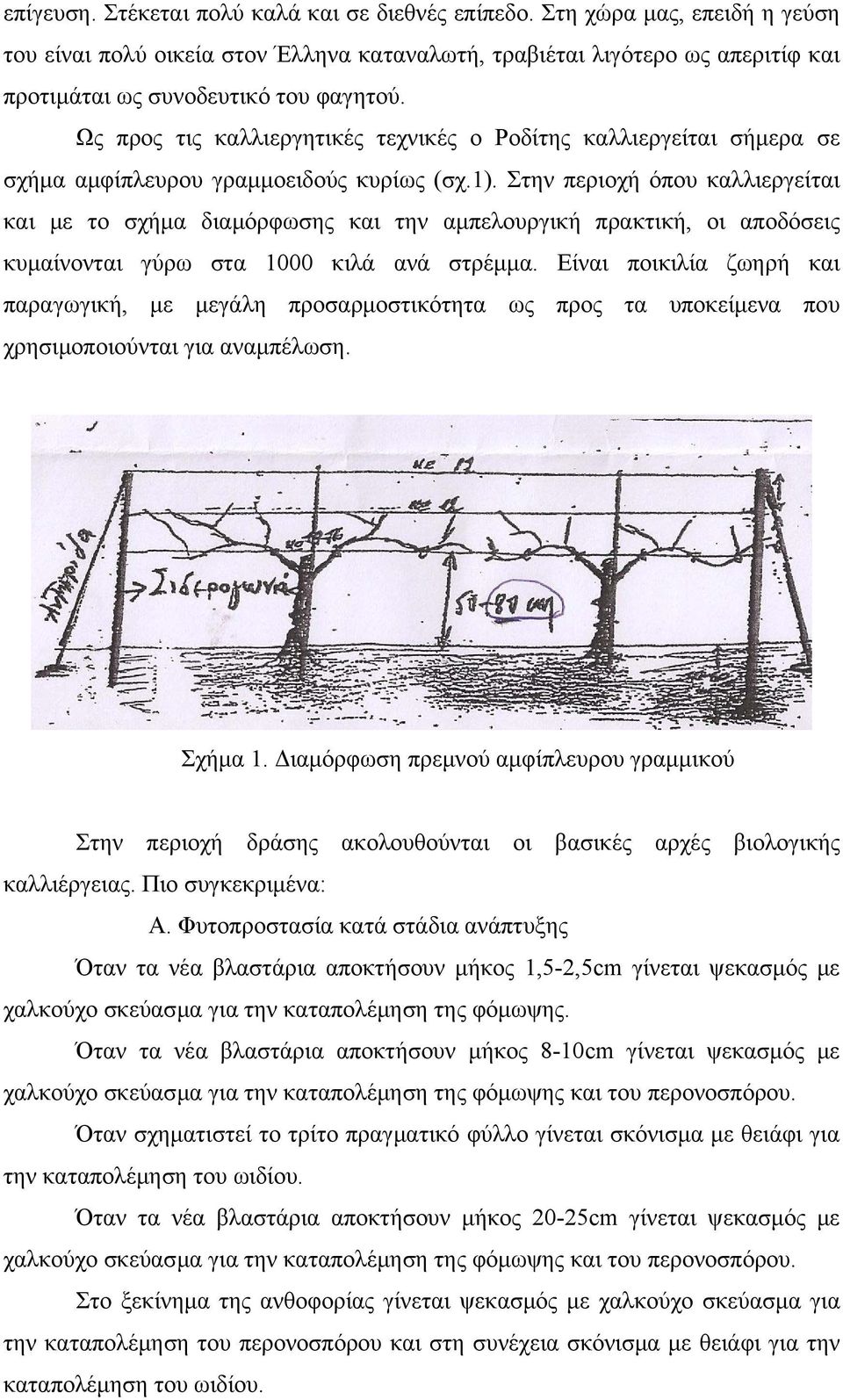 Ως προς τις καλλιεργητικές τεχνικές ο Ροδίτης καλλιεργείται σήμερα σε σχήμα αμφίπλευρου γραμμοειδούς κυρίως (σχ.1).