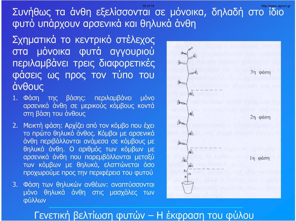 Μεικτή φάση: Αρχίζει από τον κόμβο που έχει το πρώτο θηλυκό άνθος. Κόμβοι με αρσενικά άνθη περιβάλλονται ανάμεσα σε κόμβους με θηλυκά άνθη.