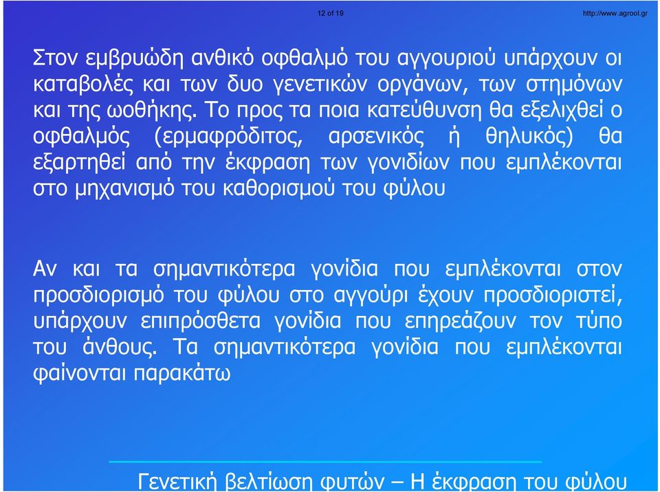 Το προς τα ποια κατεύθυνση θα εξελιχθεί ο οφθαλμός (ερμαφρόδιτος, αρσενικός ή θηλυκός) θα εξαρτηθεί από την έκφραση των γονιδίων που