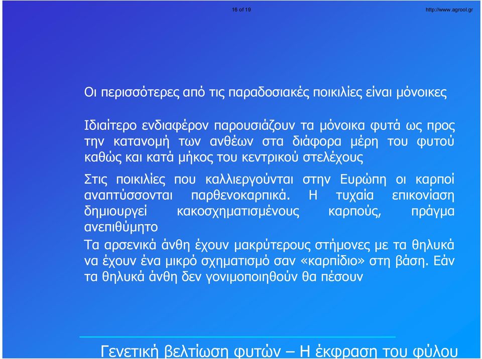 ανθέων στα διάφορα μέρη του φυτού καθώς και κατά μήκος του κεντρικού στελέχους Στις ποικιλίες που καλλιεργούνται στην Ευρώπη οι καρποί