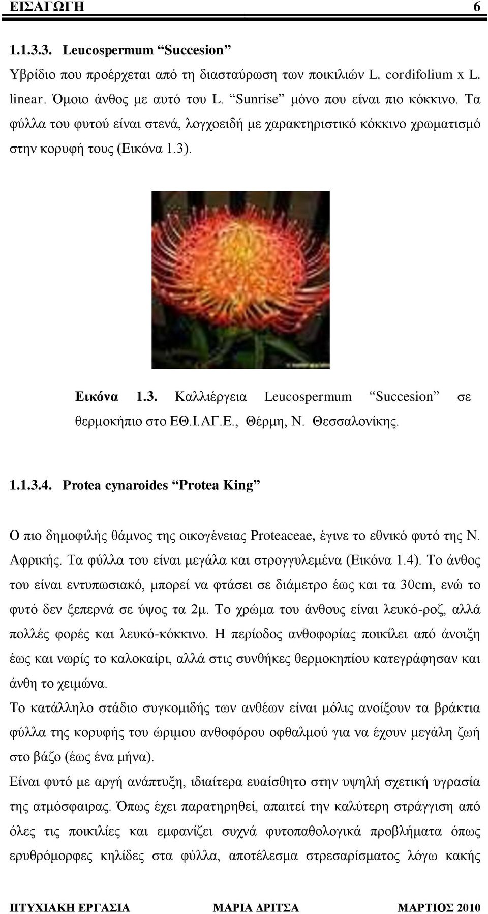 Θεζζαινλίθεο. 1.1.3.4. Protea cynaroides Protea King Ο πην δεκνθηιήο ζάκλνο ηεο νηθνγέλεηαο Proteaceae, έγηλε ην εζληθό θπηό ηεο Ν. Αθξηθήο. Τα θύιια ηνπ είλαη κεγάια θαη ζηξνγγπιεκέλα (Δηθόλα 1.4).