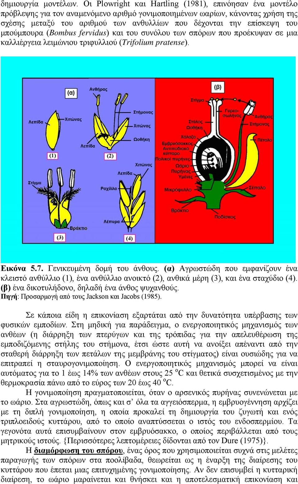 επίσκεψη του μπούμπουρα (Bombus fervidus) και του συνόλου των σπόρων που προέκυψαν σε μια καλλιέργεια λειμώνιου τριφυλλιού (Trifolium pratense). Εικόνα 5.7. Γενικευμένη δομή του άνθους.