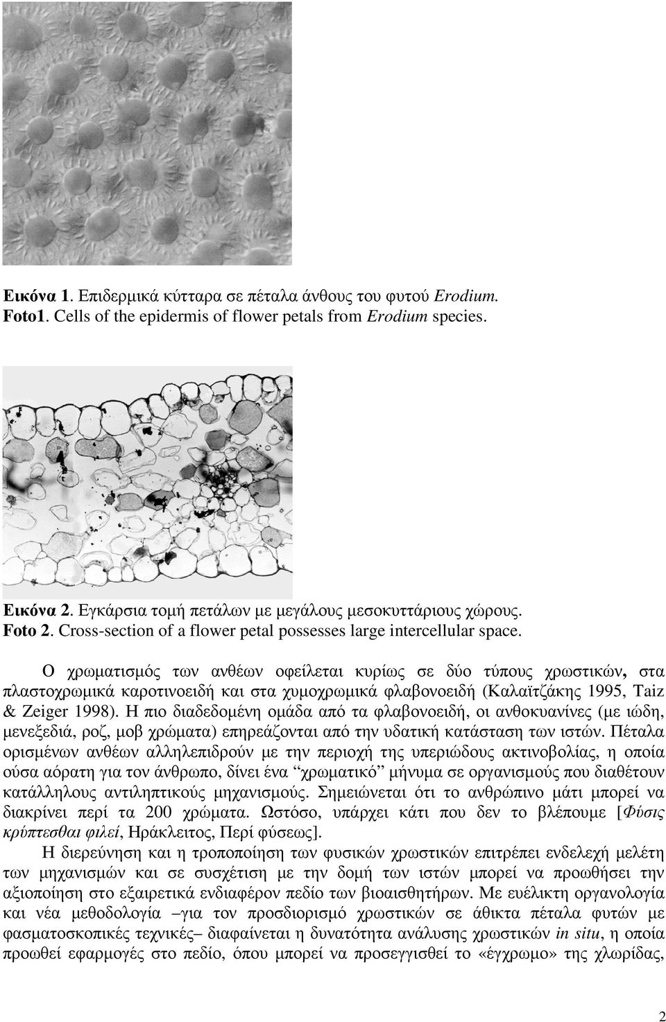 Ο χρωµατισµός των ανθέων οφείλεται κυρίως σε δύο τύπους χρωστικών, στα πλαστοχρωµικά καροτινοειδή και στα χυµοχρωµικά φλαβονοειδή (Καλαϊτζάκης 1995, Taiz & Zeiger 1998).