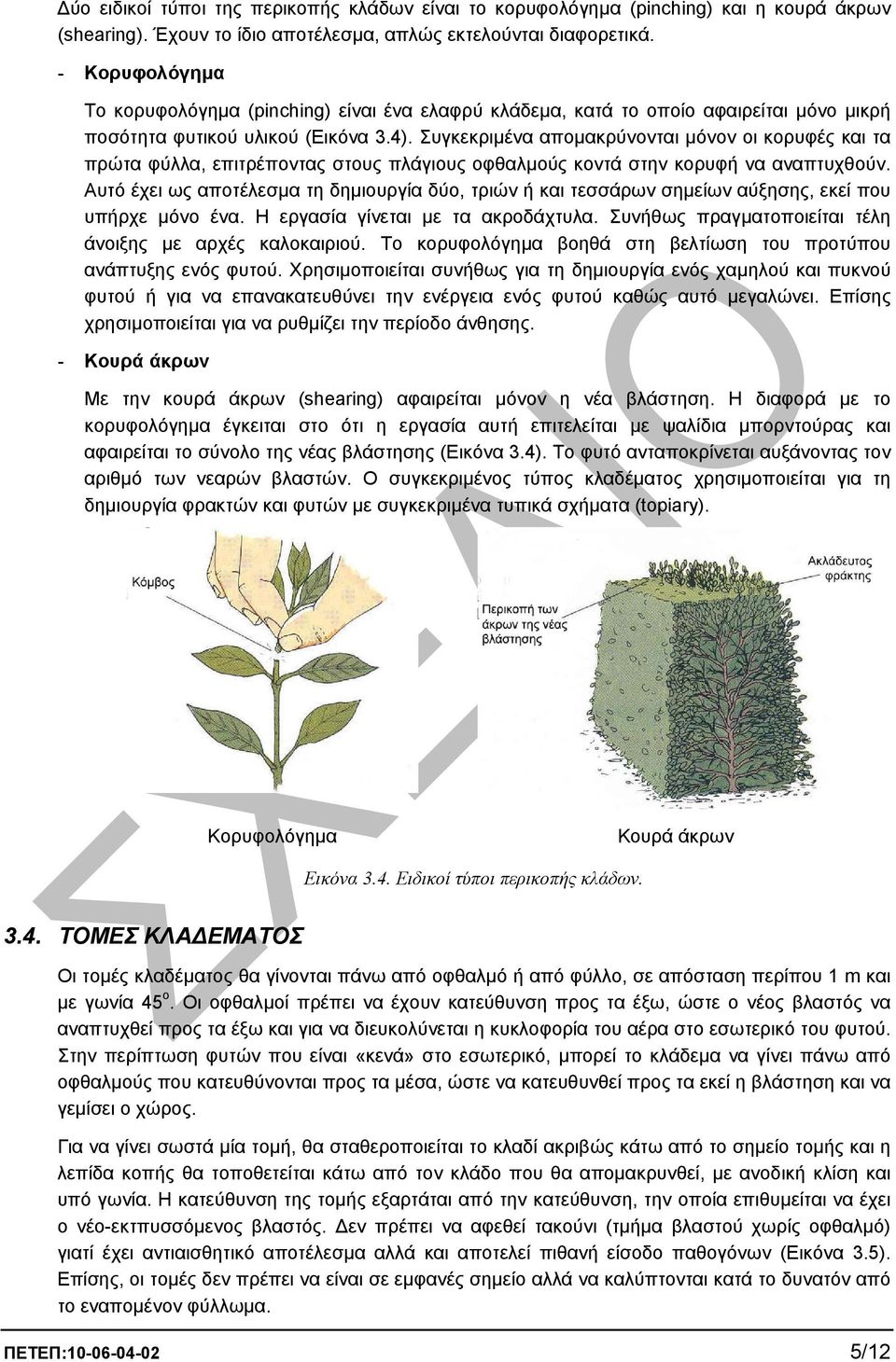 Συγκεκριµένα αποµακρύνονται µόνον οι κορυφές και τα πρώτα φύλλα, επιτρέποντας στους πλάγιους οφθαλµούς κοντά στην κορυφή να αναπτυχθούν.