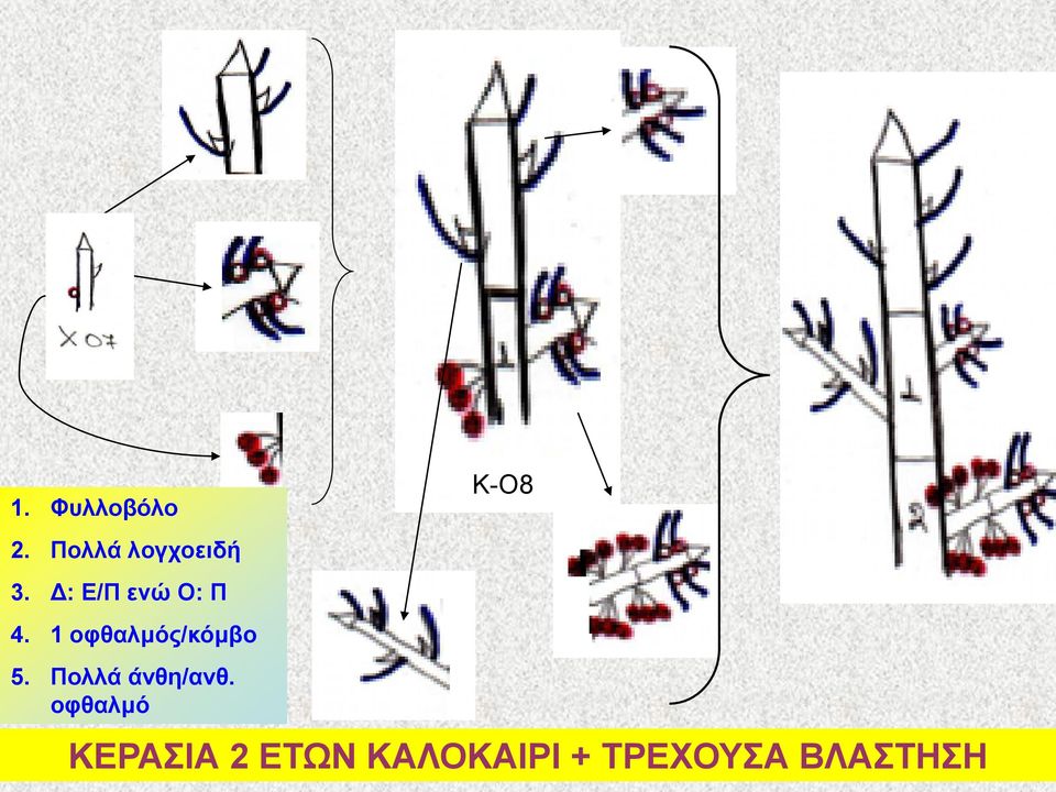 1 νθζαικόο/θόκβν 5. Πνιιά άλζε/αλζ.