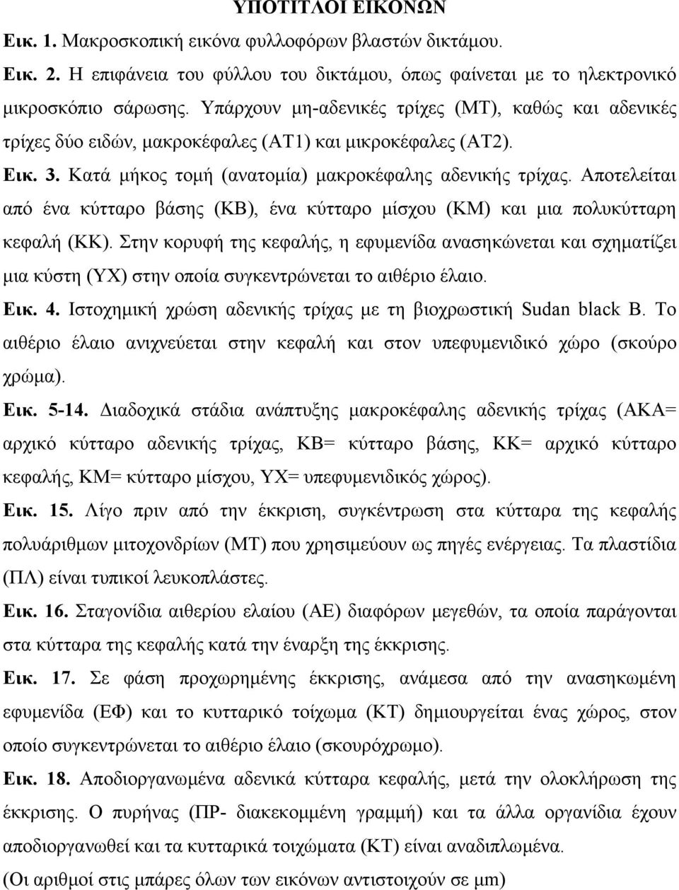 Αποτελείται από ένα κύτταρο βάσης (ΚΒ), ένα κύτταρο µίσχου (ΚΜ) και µια πολυκύτταρη κεφαλή (ΚΚ).