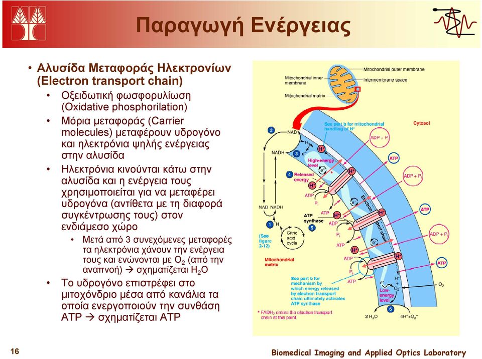 (αντίθετα με τη διαφορά συγκέντρωσης τους) στον δά ώ ενδιάμεσο χώρο Μετά από 3 συνεχόμενες μεταφορές τα ηλεκτρόνια χάνουν την ενέργεια τους και ενώνονται με O2 (από