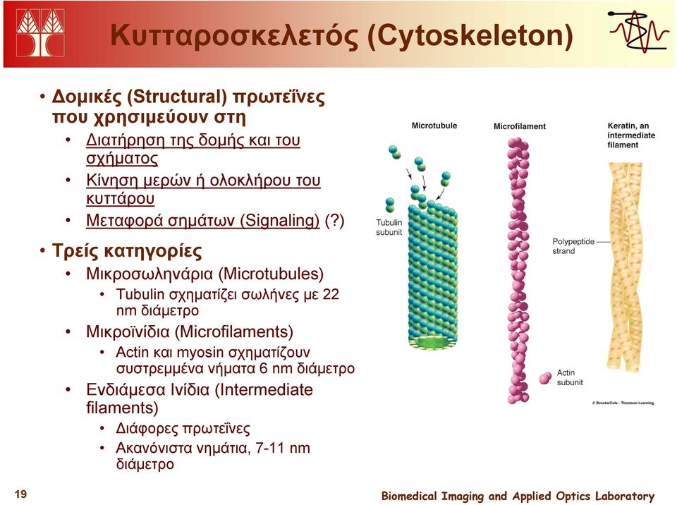 ) Τρείς κατηγορίες Μικροσωληνάρια (Microtubules) Tubulin σχηματίζει σωλήνες με 22 nm διάμετρο Μικροϊνίδια