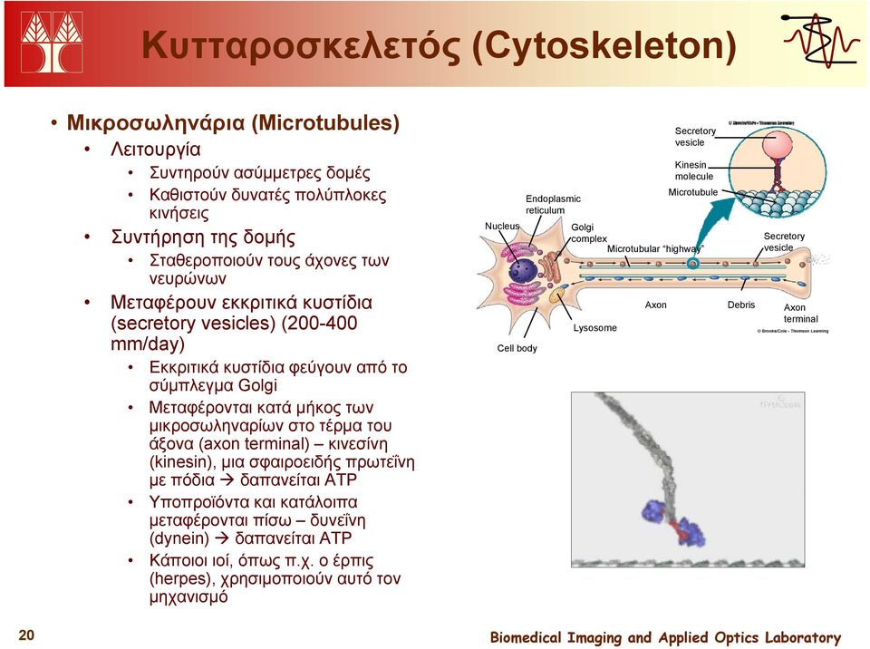 κινεσίνη (kinesin), μια σφαιροειδής πρωτεΐνη με πόδια δαπανείται ATP Υποπροϊόντα και κατάλοιπα μεταφέρονται πίσω δυνεΐνη (dynein) δαπανείται ATP Κάποιοι ιοί,, όπως π.χ.