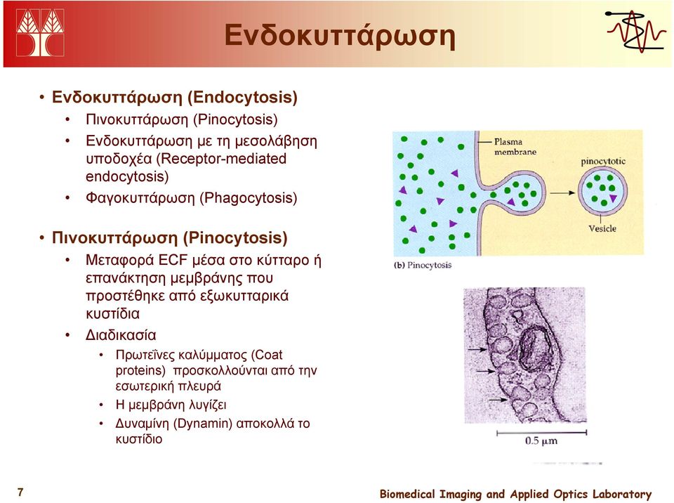 κύτταρο ή επανάκτηση μεμβράνης που προστέθηκε από εξωκυτταρικά κυστίδια Διαδικασία Πρωτεΐνες καλύμματος (Coat