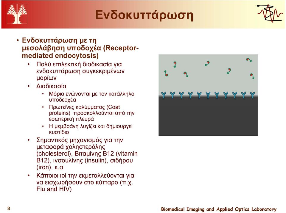 εσωτερική πλευρά Η μεμβράνη λυγίζει και δημιουργεί κυστίδιο Σημαντικός μηχανισμός για την μεταφορά χοληστερόλης (cholesterol), Βιταμίνης