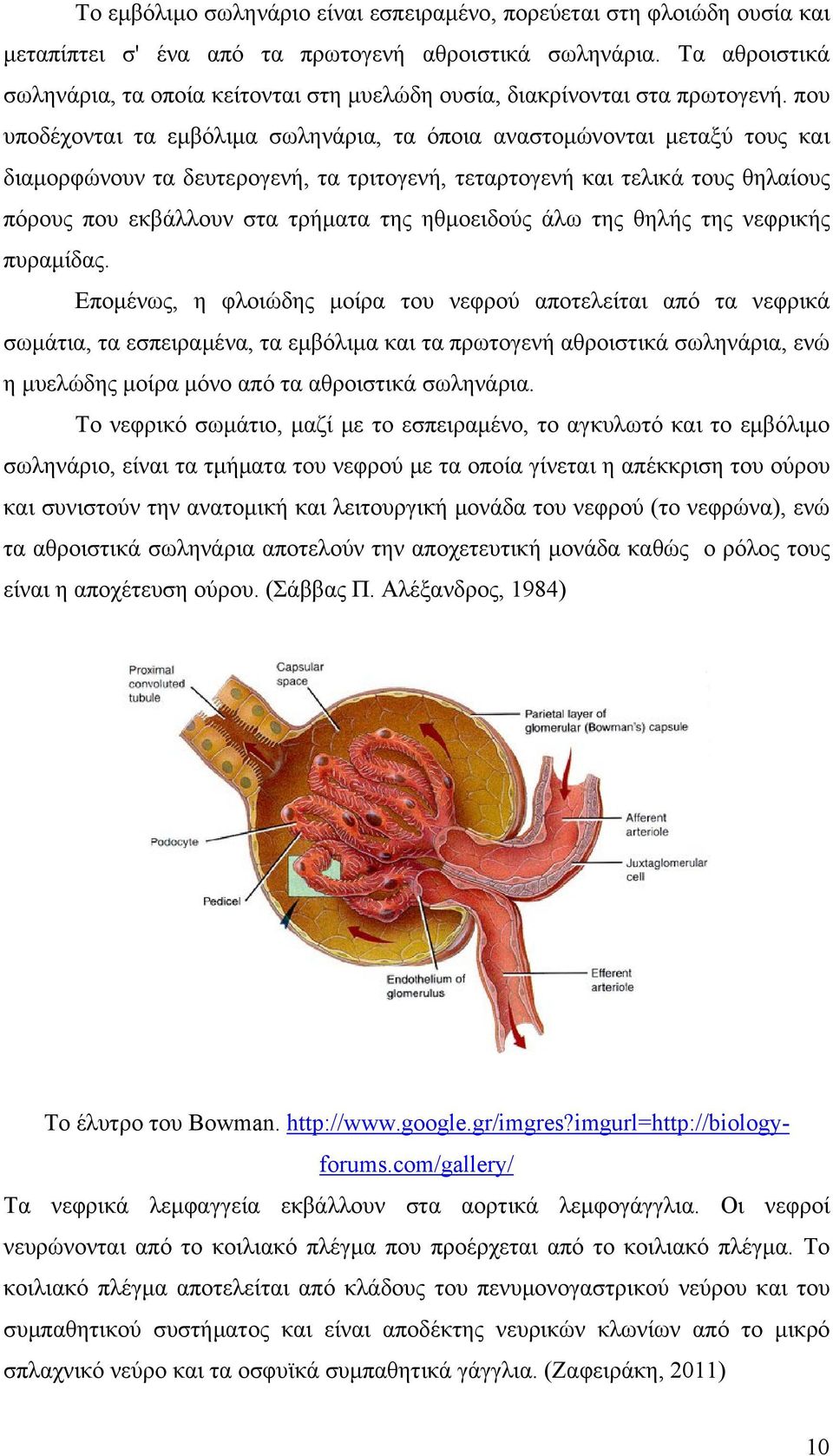 που υποδέχονται τα εμβόλιμα σωληνάρια, τα όποια αναστομώνονται μεταξύ τους και διαμορφώνουν τα δευτερογενή, τα τριτογενή, τεταρτογενή και τελικά τους θηλαίους πόρους που εκβάλλουν στα τρήματα της