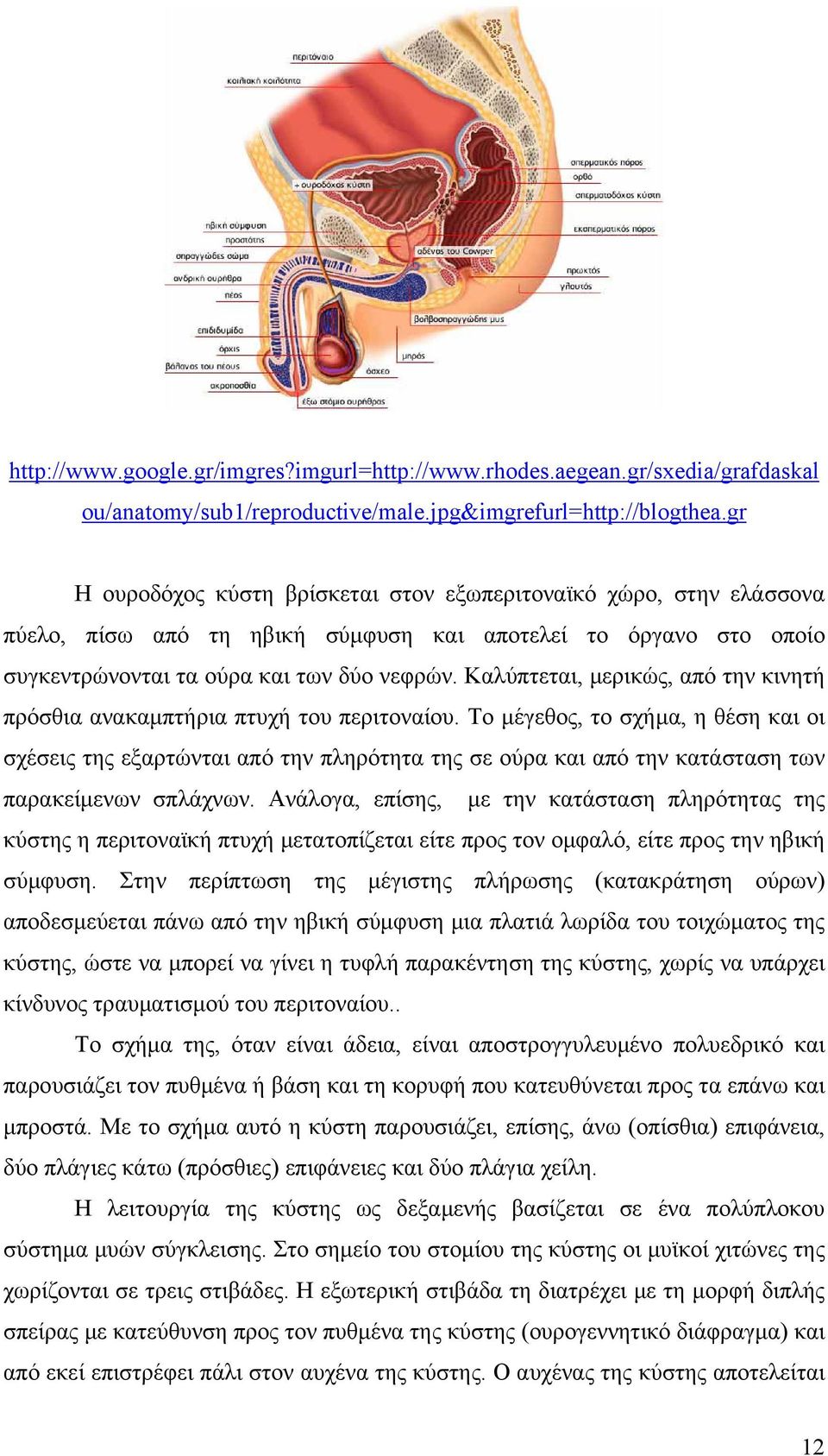 Καλύπτεται, μερικώς, από την κινητή πρόσθια ανακαμπτήρια πτυχή του περιτοναίου.