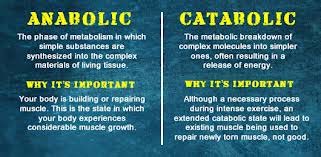 Catabolic