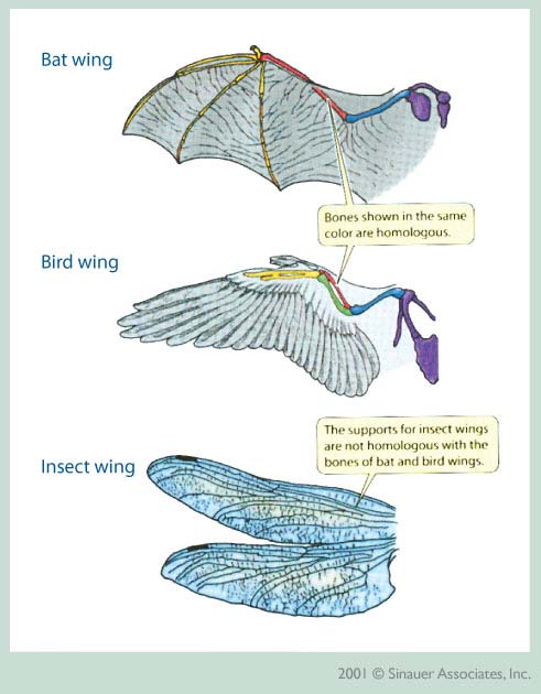 Οι πτέρυγες στη νυχτερίδα, στο πτηνό και στο έντομο είναι ανάλογα όργανα επιτελούν την ίδια λειτουργία αλλά έχουν