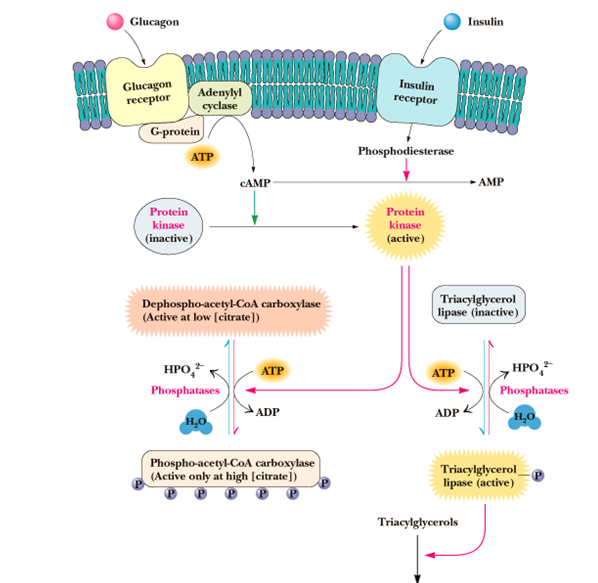 Glukagon Inzulin HRMNALN URAVNAVANJE METABLIZMA MK Fosfodiesteraza REAKCIJE V SINTEZI MAŠČBNIH KISLIN Dekarboksilacija malonil-scoa in reducirajoči potencial NADPH poganjata rast verige MK Acetil-CoA
