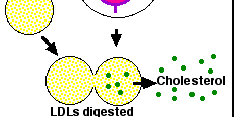 ENDCITZA LDL Zunajcelična tekočina LDL Fosfolipid Holesterol Citoplazma HLESTERL IN ZDRAVJE Celice prevzamejo holesterol z receptorsko posredovano endocitozo LDL Hiperholesterolemija nenormalno