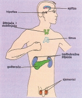 HORMONI Impulsi iz malih centara Hormoni su sloæeni organski spojevi razliëita sastava.