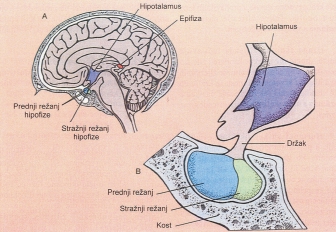 Ëenje hipofizotropnog hormona koji se izluëi na zavrπetku neurona u drπku hipofize, ulazi u adenohipofizu i tamo izaziva luëenje tireotropina koji krvlju dolazi do πtitnjaëe; ona, njime potaknuta,