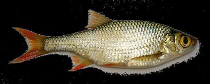 на риби Carasiuss gibelio Perca fluviatilis