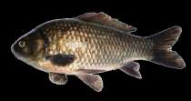 tinca (линиш) како риба која во последните години се јавува како една од доминантните видови риби, а претходно била застапена со