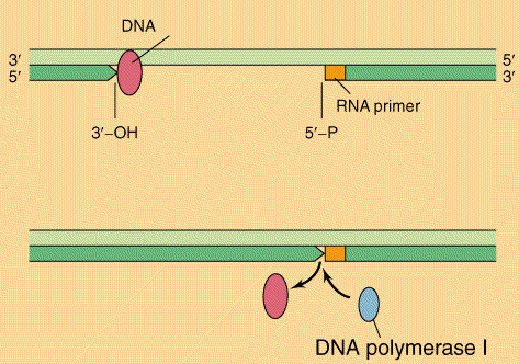 H αντιγραφη DNA επιτελειται απο την DNA Pol III.