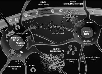 46 NERVOVÝ SYSTÉM: PATOFYZIOLÓGIA Obrázok 14. Schematické znázornenie kľúčových procesov, ktoré sú prítomné v mozgu pacientov s Alzheimerovou chorobou.