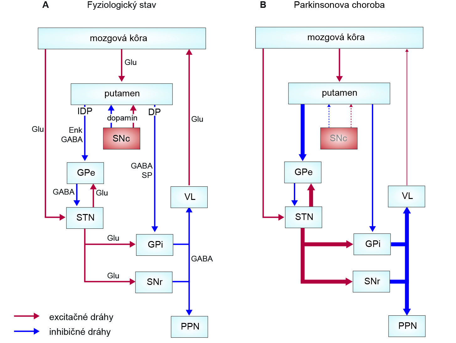 48 NERVOVÝ SYSTÉM: PATOFYZIOLÓGIA Obrázok 15. Schematické znázornenie okruhov bazálnych ganglií za fyziologických podmienok (A) a u pacientov s Parkinsonovou chorobou (B).