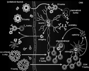 56 NERVOVÝ SYSTÉM: PATOFYZIOLÓGIA Obrázok 17. Schematické znázornenie imunitných reakcií, ktoré podmieňujú demyelinizáciu axónov pri sclerosis multiplex.