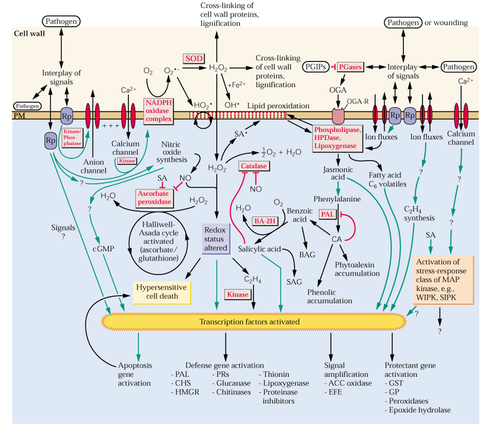 Εικόνα. 1.6 Βιοχημικά μονοπάτια μεταγωγής του σήματος που οδηγούν στην ενεργοποίηση και συγχρονισμό των αμυντικών μηχανισμών των φυτών.