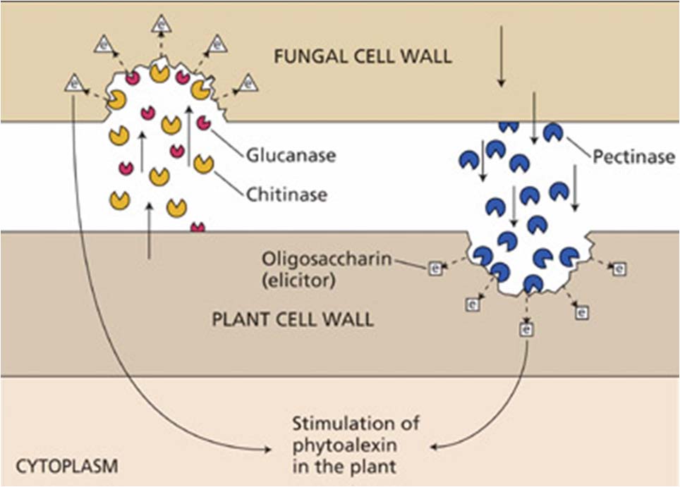 Εικόνα.1.7 Οι χιτινάσες και οι γλουκανάσες αποδομούν τα κύτταρα των μυκήτων, καταστρέφοντας τους αλλά και δίνοντας σήματα για έναρξη και άλλων μηχανισμών άμυνας. Πηγή: http://5e.plantphys.net/article.